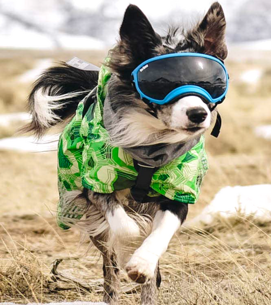 REX SPECS: protective goggles to keep your dog's eye safe from injury