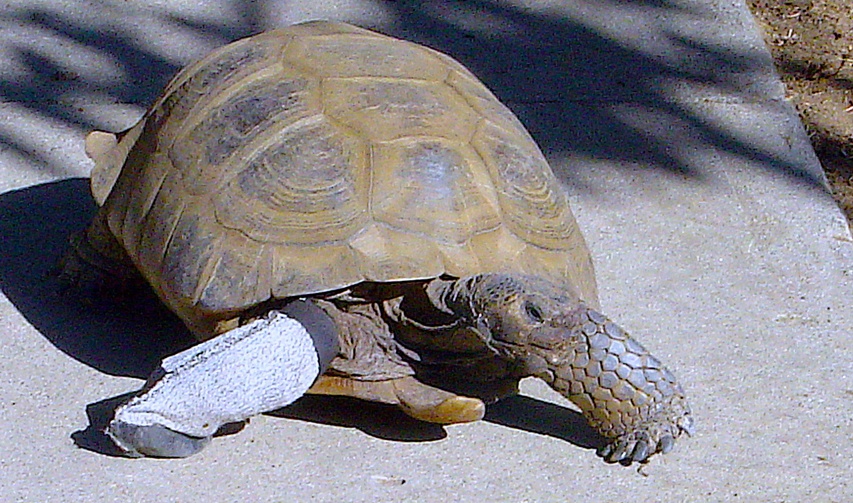 Custom Boot for Homer, the Desert Tortoise