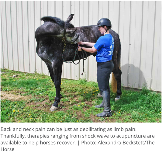 The Road to Recovery: Rehab for the Horse’s Upper-Body