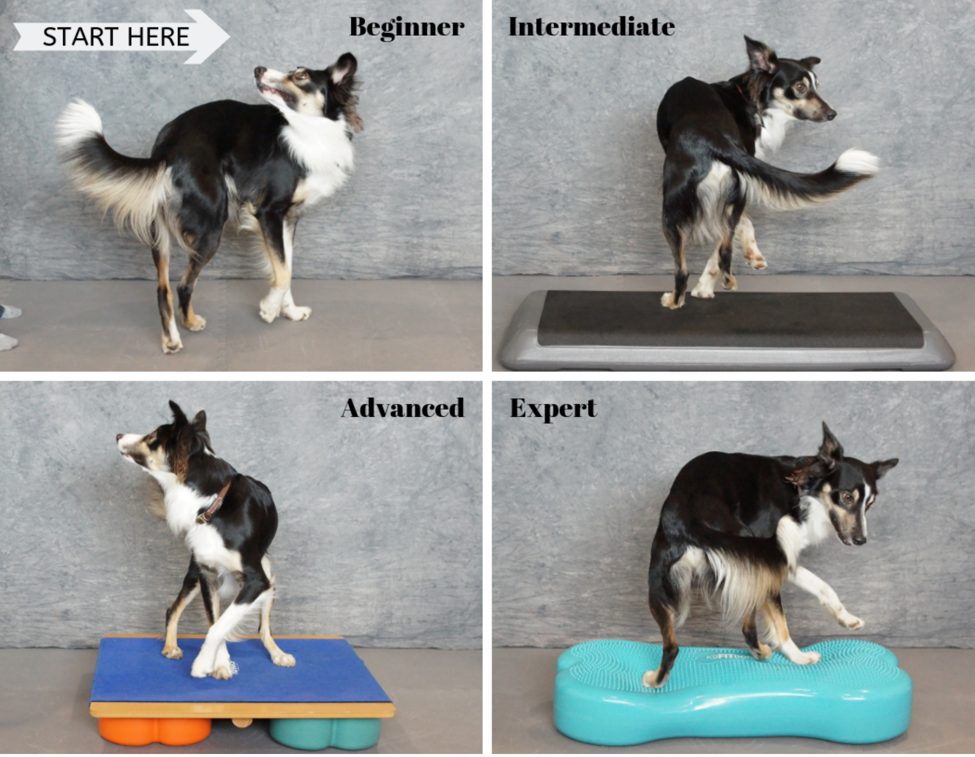 Choose Exercises That Match Your Dog's Level of Fitness