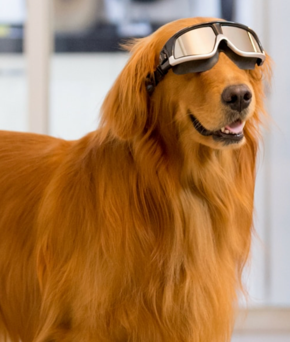 What can cold laser therapy do for my dog?