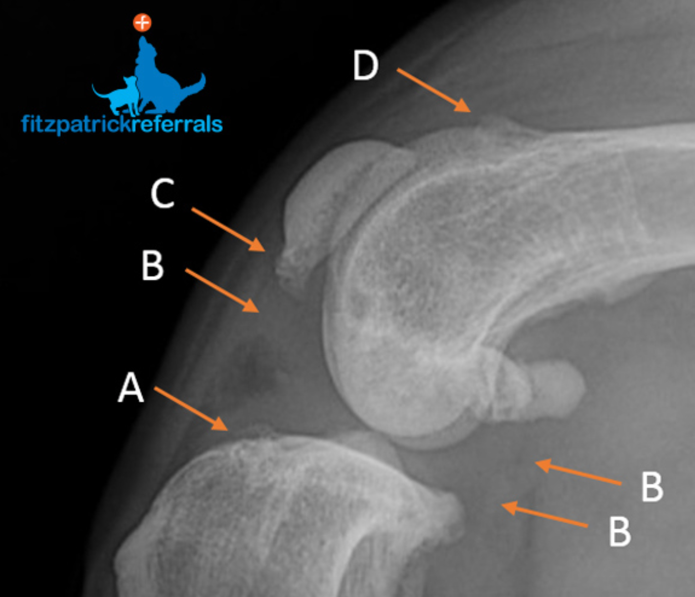 Know Your Knees: Understanding Concurrent Patellar Luxation and Cranial Cruciate Ligament Disease