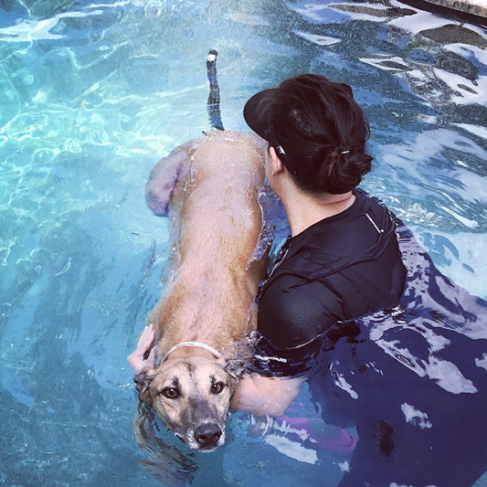 Certified vs. Trained-Who is Really Swimming Your Dog?