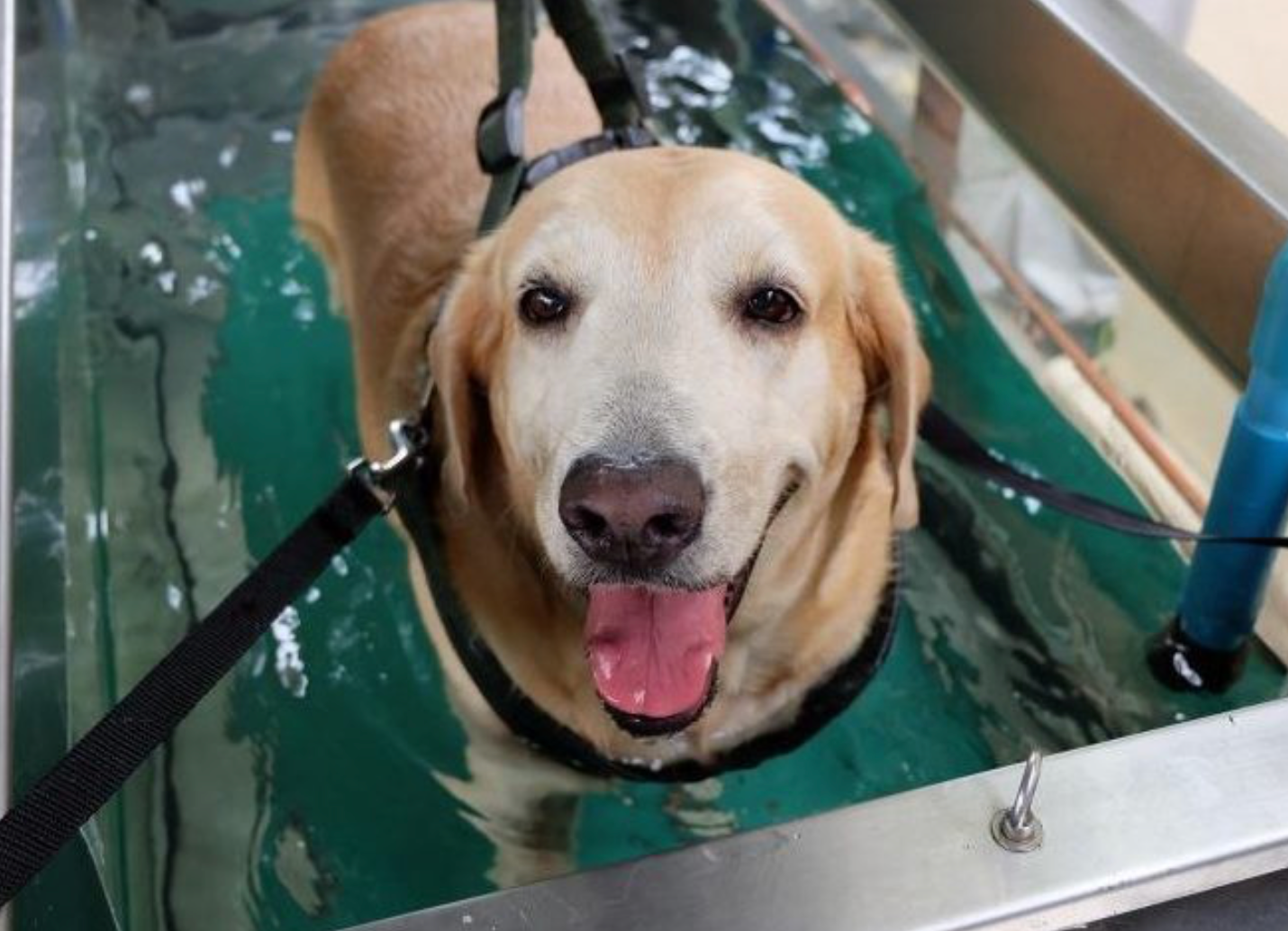 Hydrotherapy in Canine Physical Rehab