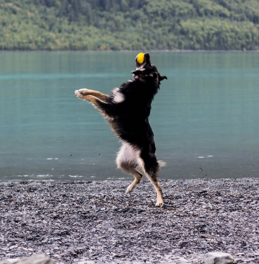 Preventing Injuries in Canine Athletes