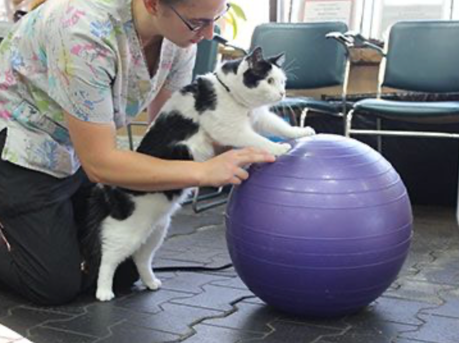 Therapeutic Exercises for Every Veterinary Patient