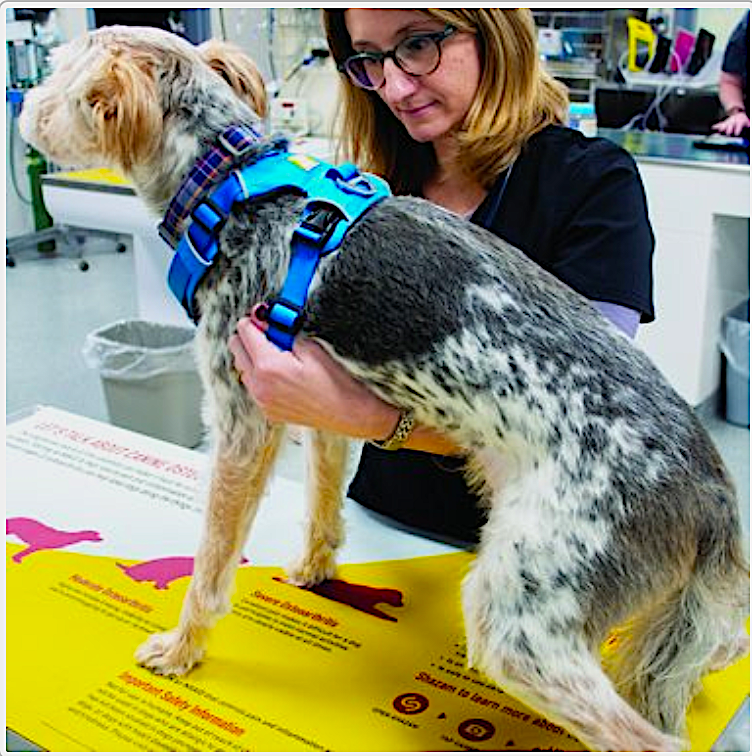 NO PAIN NO GAIN: Becoming a Certified Veterinary Pain Practitioner