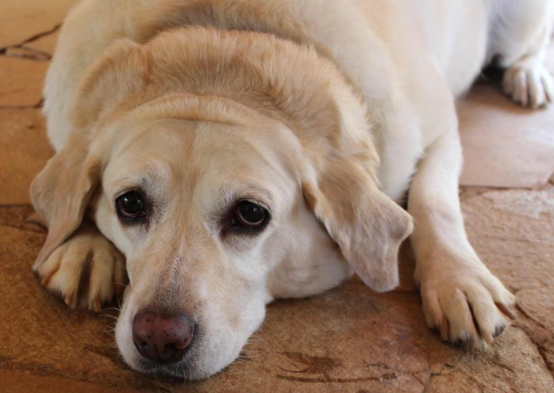 obesity in dogs, arthritis, rehab for older dogs, vitalvet