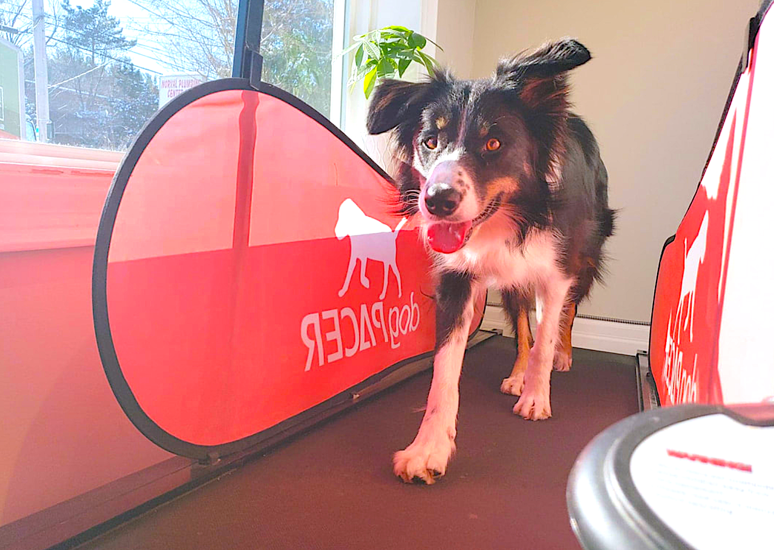 Treadmills for Canine Conditioning Programs: What You Should Know