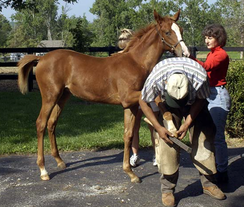 Small Feet, Big Responsibility: Hoof Care for Foals