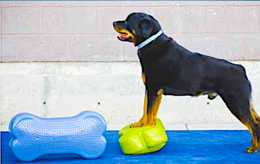 Canine Conditioning for the Conformation Competitor