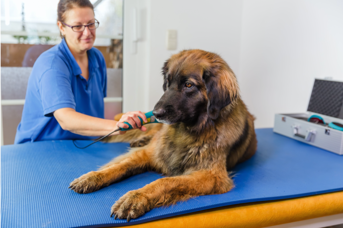 Efficacy of Laser Therapy in Veterinary Medicine: Thoughts From a Novice