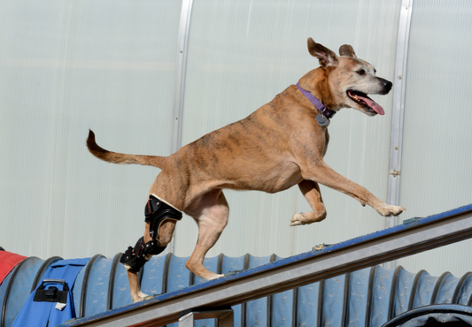 Orthopedic Outcomes Improve When Veterinary Surgeons and Rehab Teams Collaborate