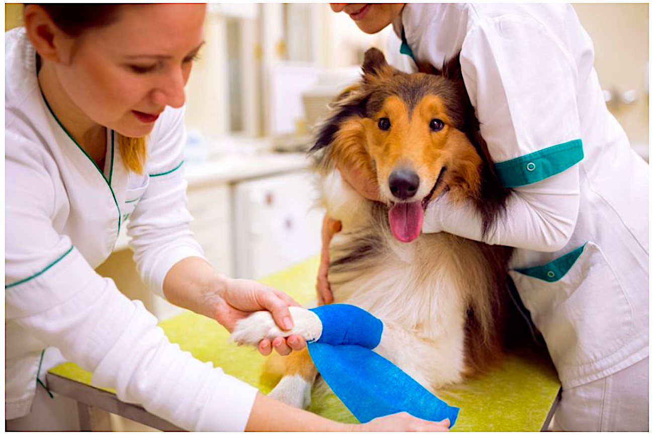 Recognizing Soft Tissue Injuries in the Dog from an Integrative Perspective – part 2