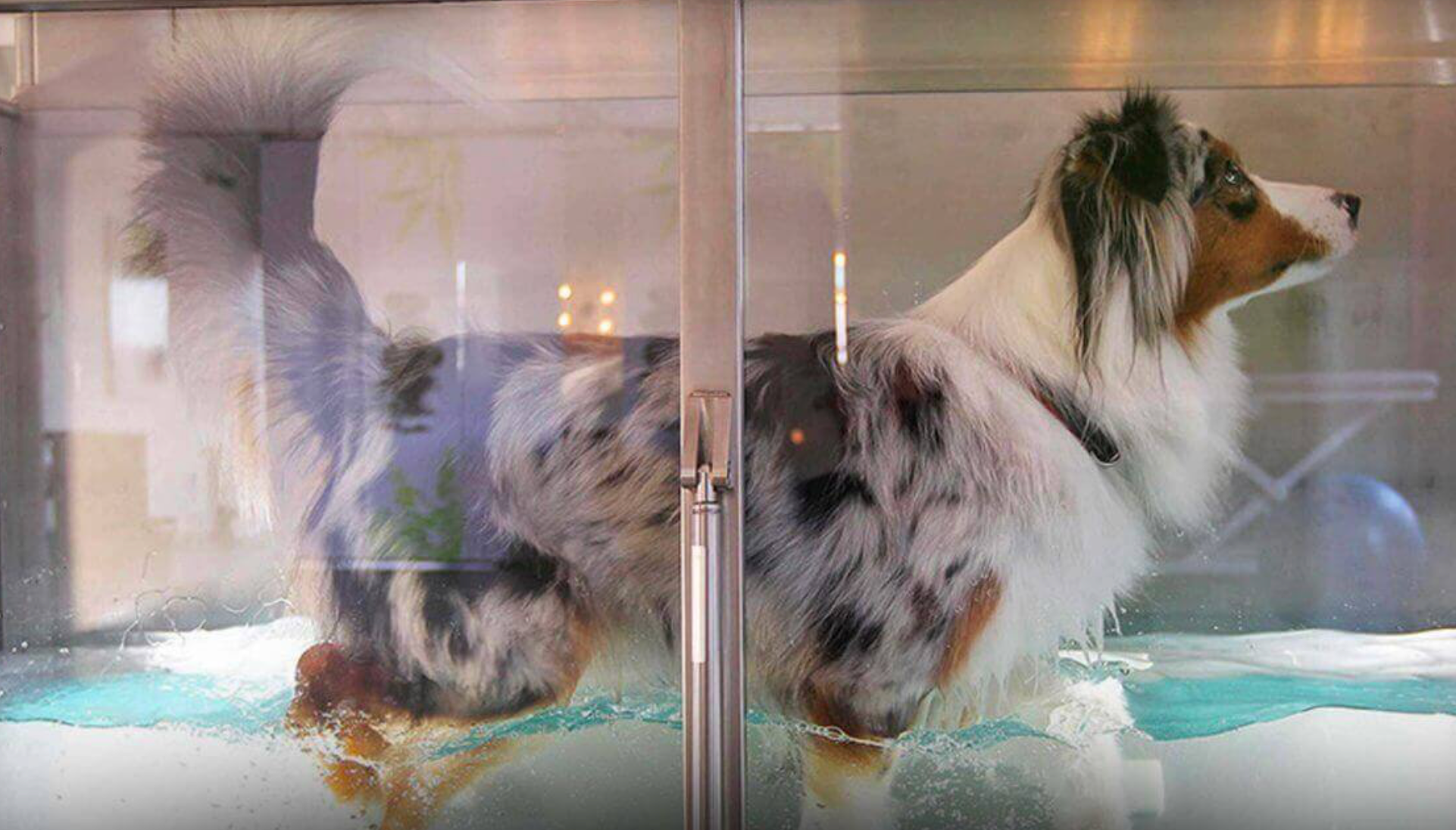 HYDROTHERAPY FOR DOGS – GUIDE, COST, BENEFITS