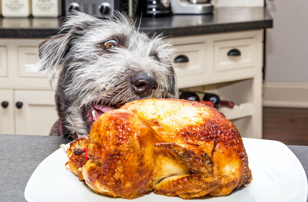 10 REASONS YOUR DOG DOESN’T LOSE WEIGHT