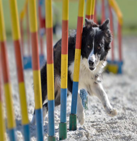 Agility Training For Dogs: The Ultimate Beginners Guide