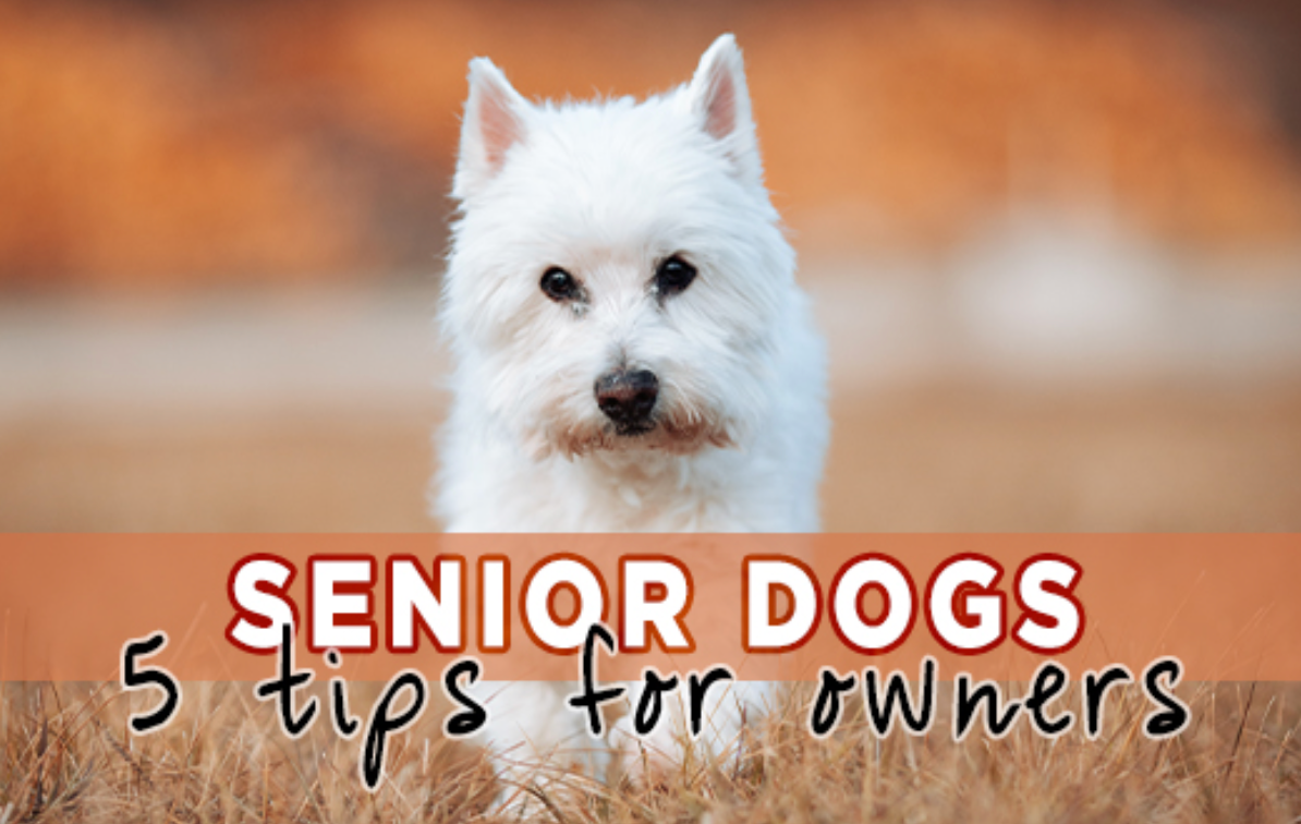 5 Tips for Senior Dog Owners