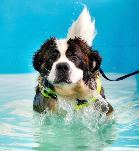 Hydrotherapy for Dogs: A Growing Trend in Canine Physical Therapy