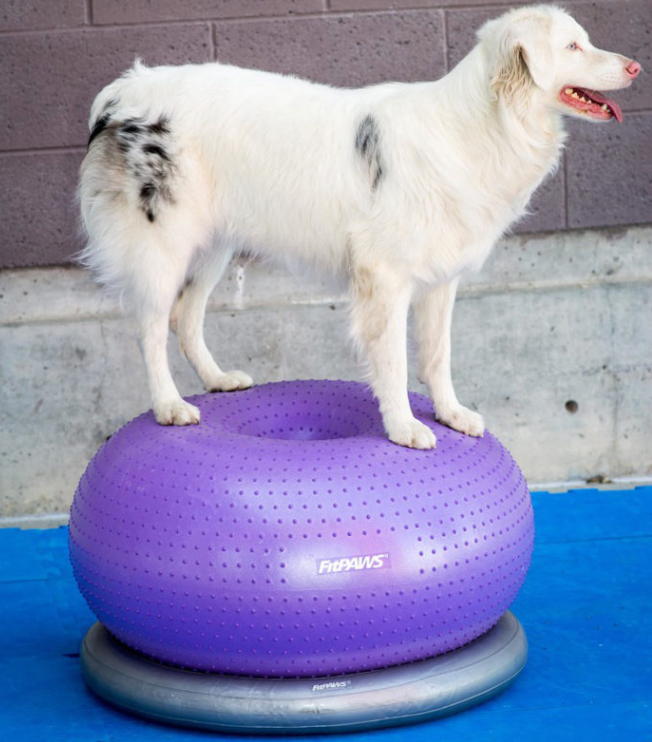 Balance and Stability Exercises for Dogs
