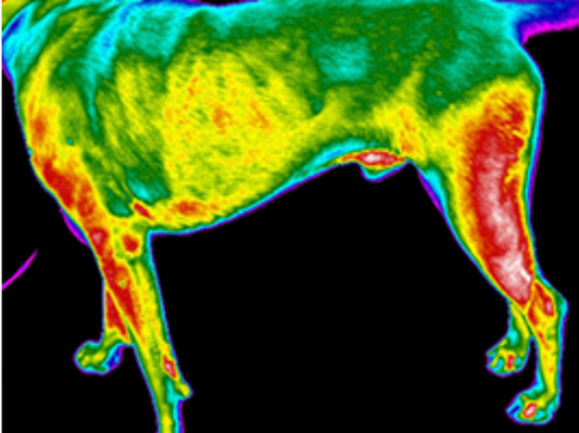 Canine Digital Thermal Imaging