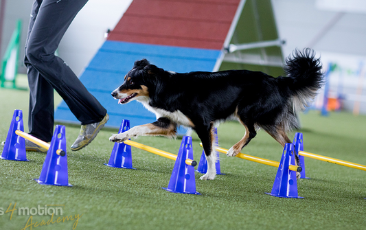 Stable vs. Unstable Surfaces in Dog Fitness - Is It As Beneficial As It Is Fancy-Looking?