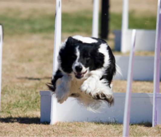 Dog Sports 101: Flyball