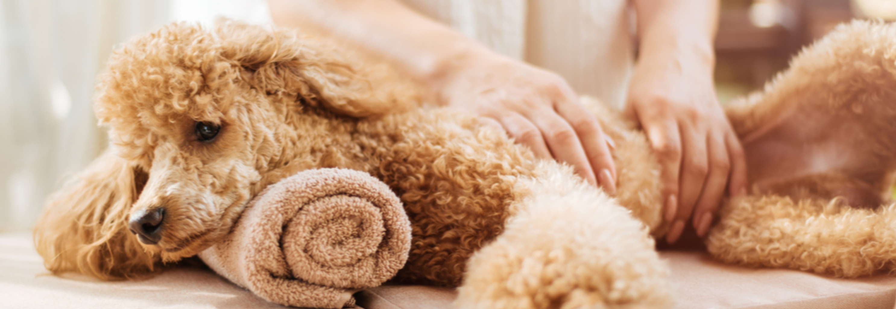 Pamper Your Pooch: The Benefits and Basics of Dog Massage