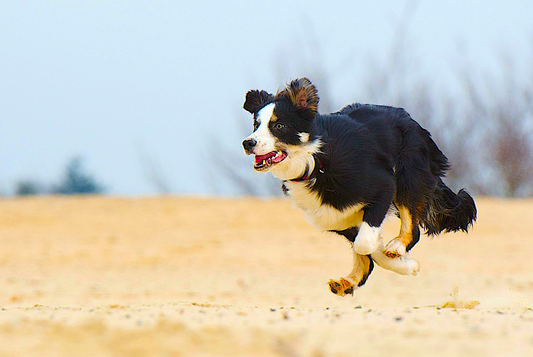 Why Does Your Dog Need Slow Movement Exercises?