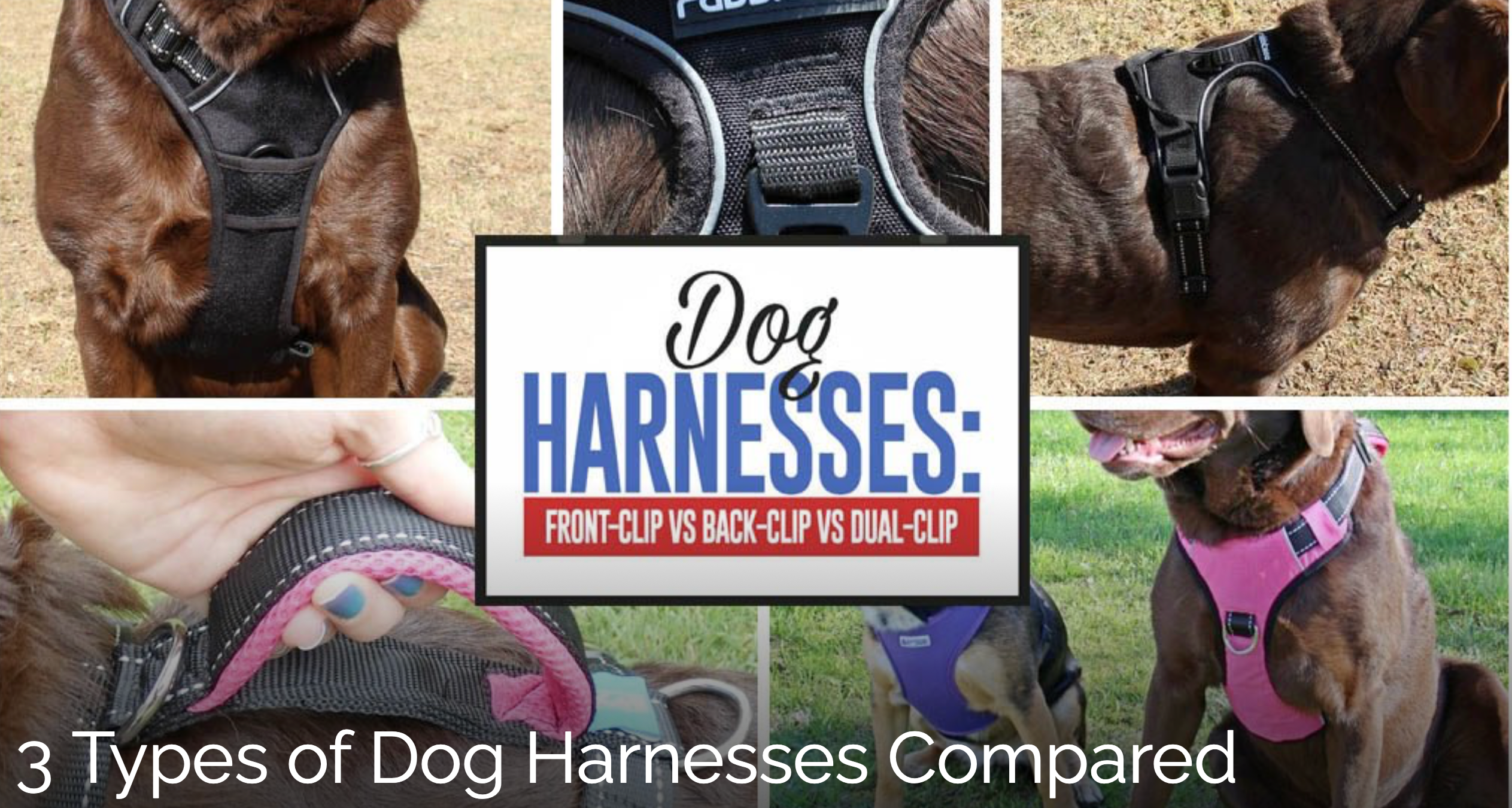 Comparing 3 Types of Dog Harnesses