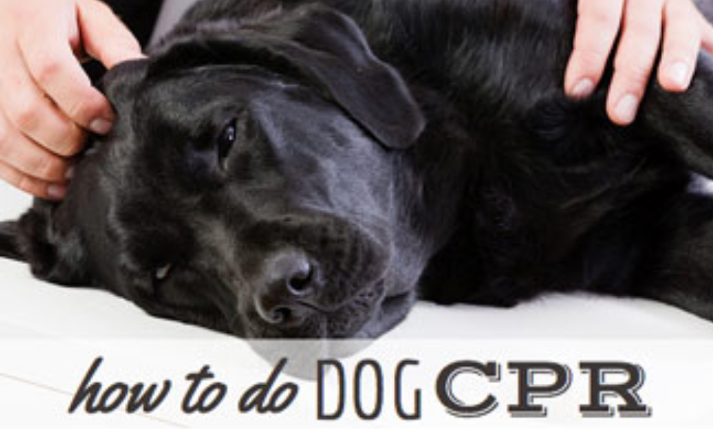CPR For Dogs: A Step-By-Step Guide To Saving Your Dog’s Life