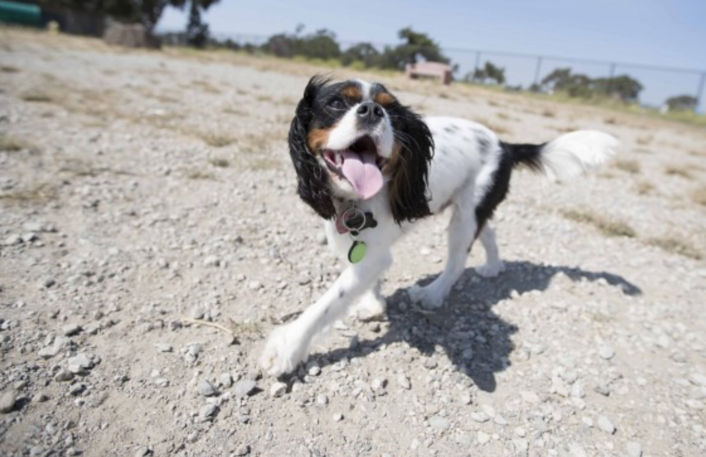 Summer Dog Exercise: Six Ways to Keep Fido Cool and Happy