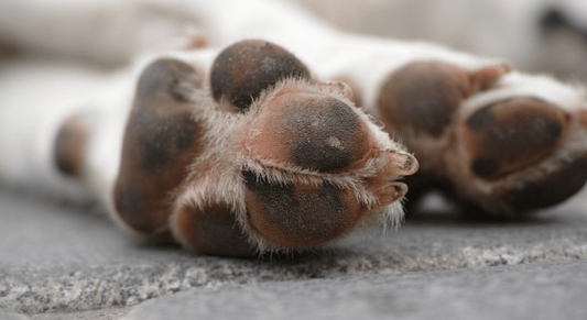 How to Treat a Dog Paw Pad Injury