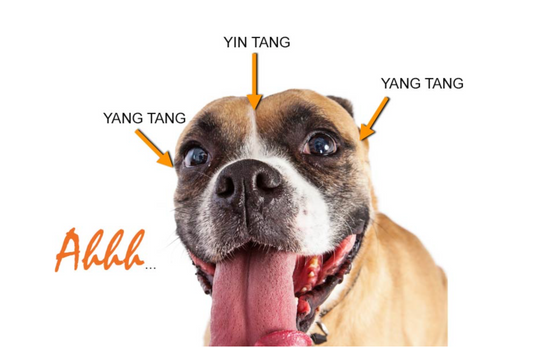 Acupressure For Dogs