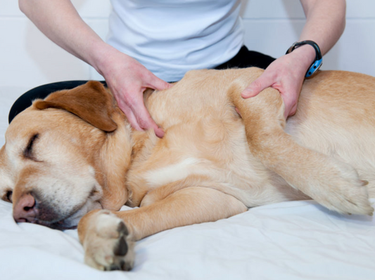The Power of Canine Rehabilitation Therapy