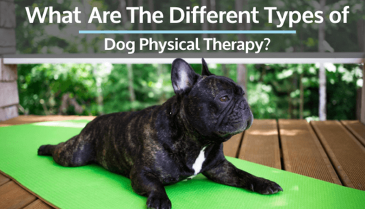 What Are the Different Types of Dog Physical Therapy?