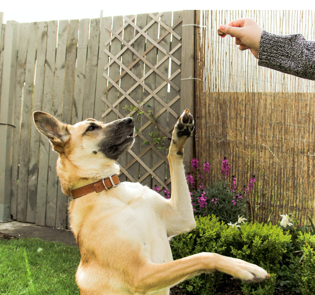 Five Basic Commands That Every Dog Should Learn