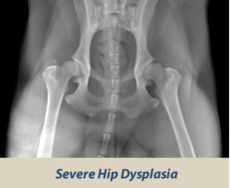 What is Canine Hip Dysplasia?