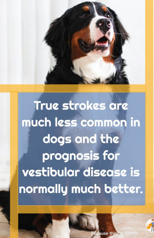 vestibular disease, dog stumbles, vital vet
