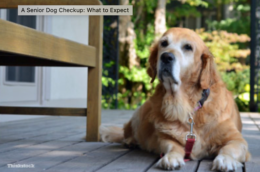 A Senior Dog Checkup: What to Expect