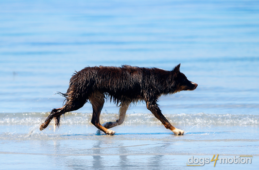 Know-How for Dog Fitness: Understanding Weight Distribution Is the Key