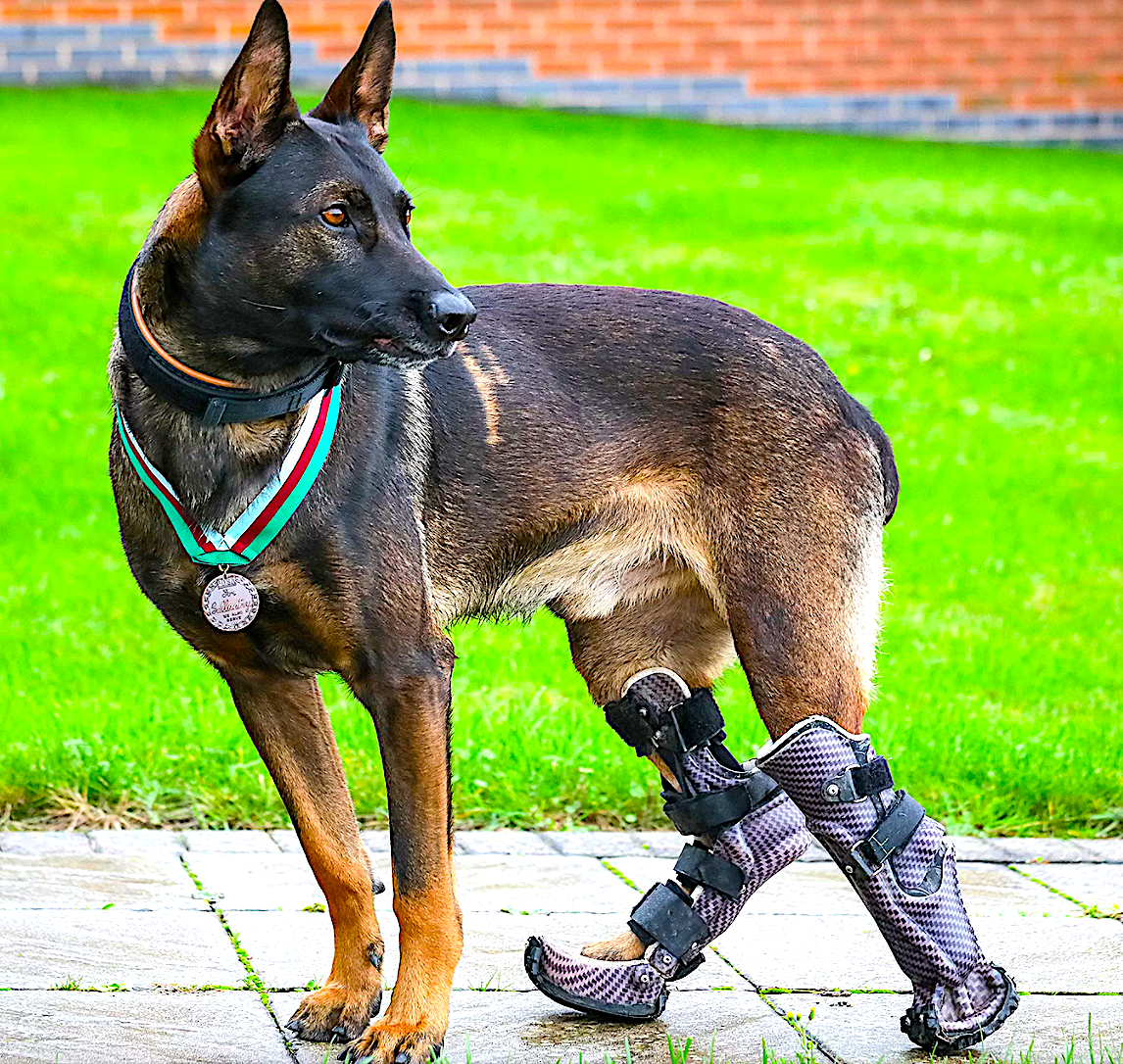 Hero Dog with Prosthetic Paws that Survived Gunfire to Save Others Given Highest Animal Honor