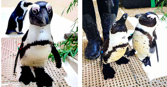 Penguins at Saginaw Children's Zoo with booties made by Thera-Paw