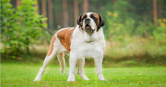 AN OVERVIEW OF CCL INJURY IN DOGS AND TREATMENT OPTIONS