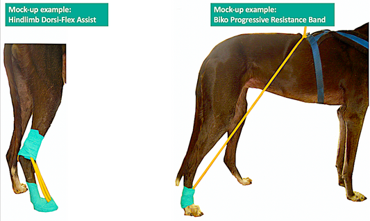 anti-dragging, anti-knuckling, help for dogs with weak back legs, vital vet