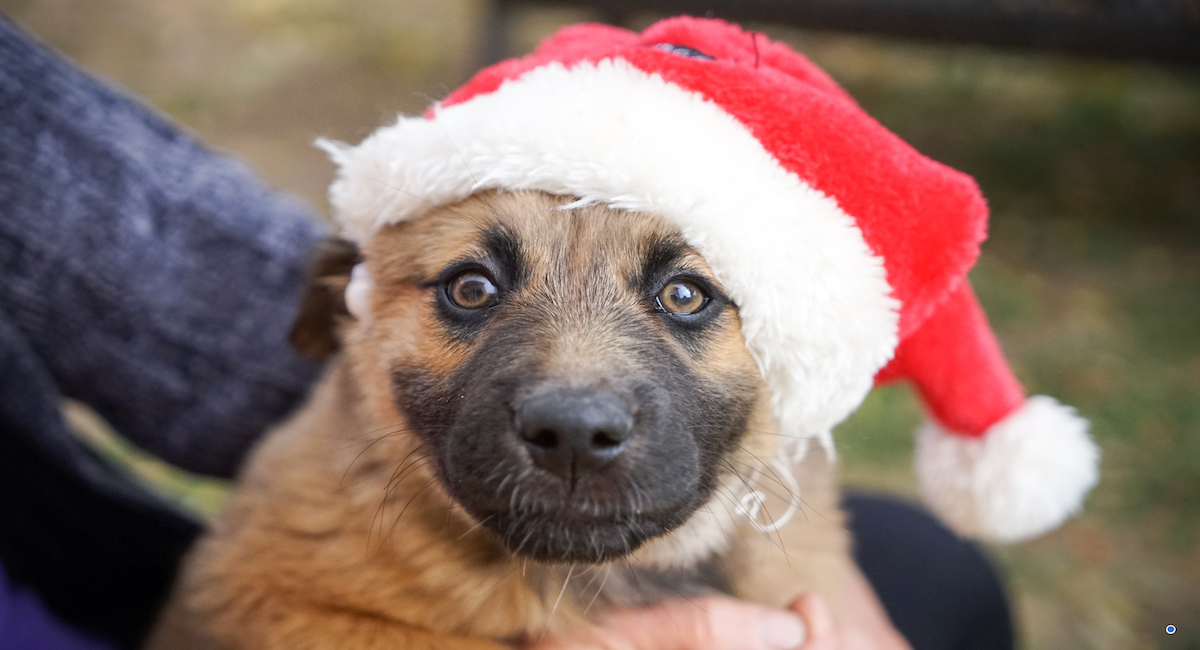 Seven Tips for a Happy Holidays with Your Dog