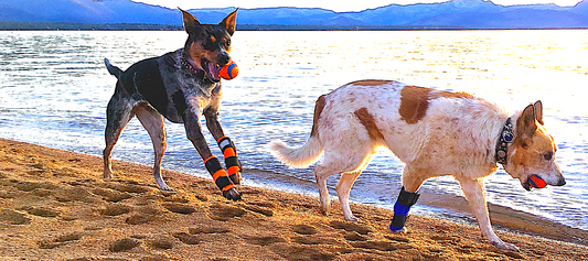 dog leg braces, therapaw, leg injury in dogs, custom braces for dogs, vital vet