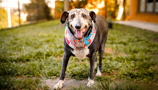 Is Your Dog Too Old to Walk?  Tips on Walking Your Dog