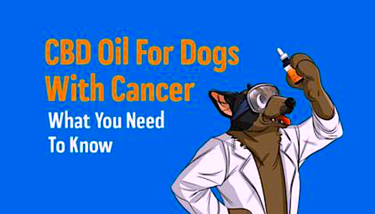 Using CBD Oil For Dogs with Cancer