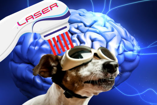dog wearing goggles with laser therapy being applied to the brain